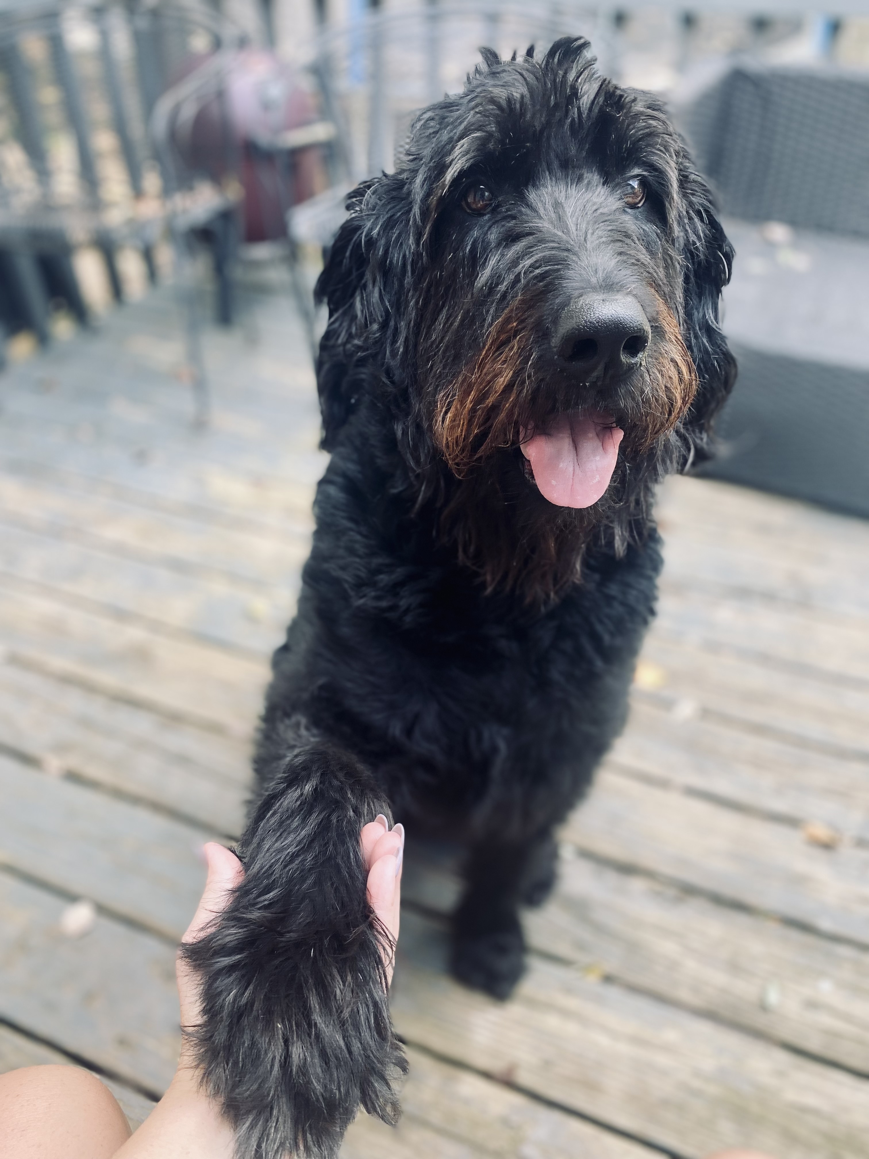 Murphy, Jenna's dog in training